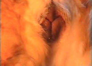 He s willing to screw a dog