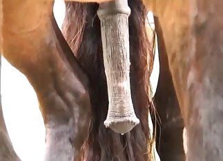 Horse showing off its hot boner