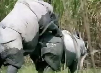 Two rhinos fucking each other hard