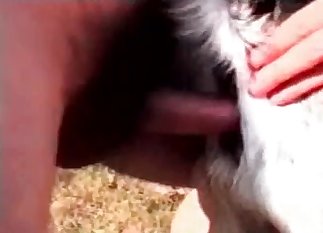 Beautiful horse fucked from behind