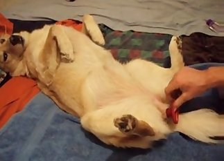 Stimulating tight anus of a sexy doggy