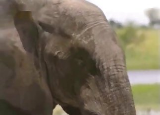 You're gonna see a sexy elephant