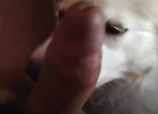 Wide-eyed doggo sucking this hot cock