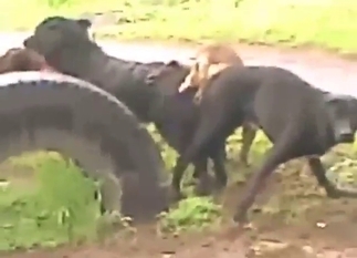 Dogs get to get together and really fuck hard