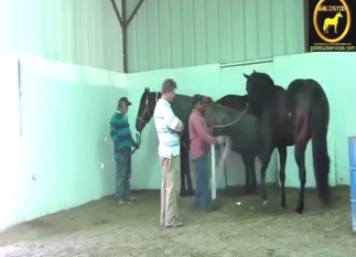 Sexy horses are about to get really freaky