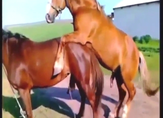 Horse porn movie with plenty of kinky action