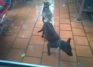 Hidden cam footage showing dogs fucking each other