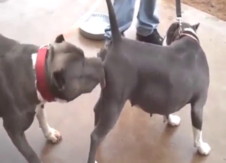 Pitbull-on-Pitbull fucking with horny animals