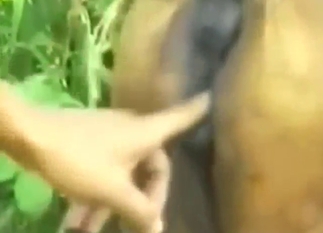 Hot-ass bestiality porn showing true gaping