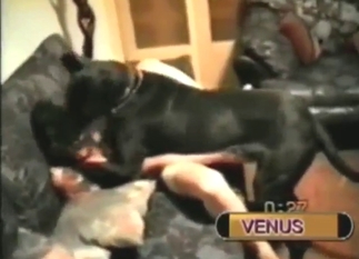 Zoo sex scene showing some classy fucking