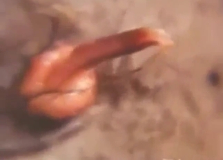 Mink and rabbit fuck with great, great results