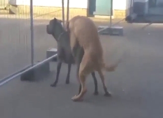 Having the hottest orgasms with two fucking dogs