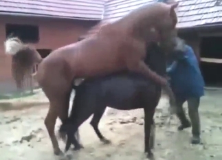 Black horse and brown horse mating real hard