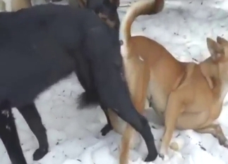 Good-looking black dog takes on a brown dog