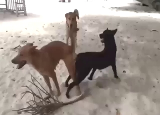 Good-looking black dog takes on a brown dog