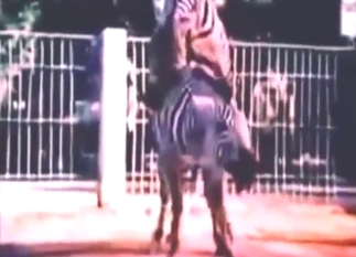Zebra sex movie with close-ups, gape, and more