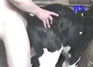 Curvaceous cow is going to get covered in cum