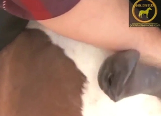 Handjob zoo porn with a rather horny stallion