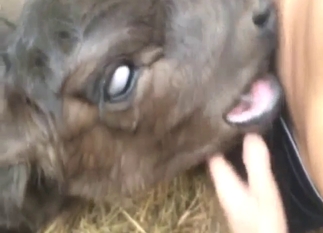 Oral bestiality porn with a calf that loves cock