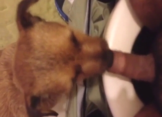 Inexperienced zoophile shocked by dog's tongue