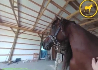 Brown stallion in a zoo XXX scene with foreplay