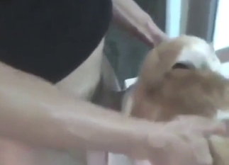 Dog in a bestiality sex scene with hot gaping