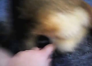 Toy-based anal fuck for a slutty German dog