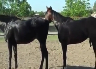 Fucking a horse is what a horse should do