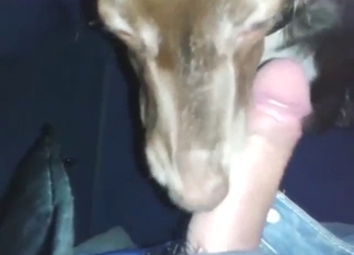 Tongue play from a sexy beast, it's a cute pet