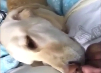 Guy is going to fuck his Labrador senseless