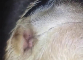 Amazing cock pulsations in a zoo porn movie