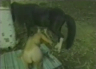 Bestiality sex scene with a slutty horse girl