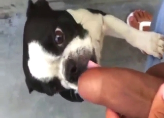 Zoo porn shows a guy fucking that dog's mouth