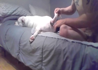 Zoophile guy warms this dog up to the idea of sex