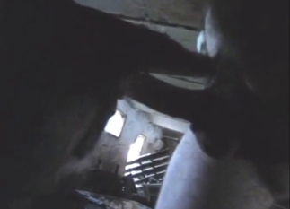 Bestiality sex with a real young cow, virginal