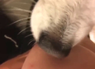 Zoophile gets to enjoy a nice nipple lick in POV