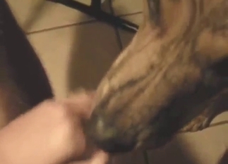 Bestiality sex with a dick-sucking brown dog