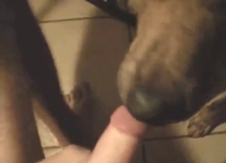 Bestiality sex with a dick-sucking brown dog