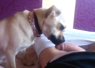 Zoo porn blowjob showing a dog licking penis