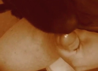 Zoo sex gets pretty cozy with a sexy zoophile