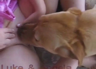 Sexy brown dog licking all over that coochie