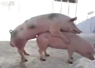 Pig-on-pig fucking with plenty of squealing