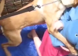 Dog is going to dominate a girl's fuckhole