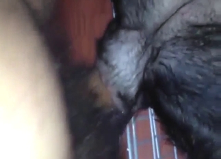 Guy with a sexy beer belly fucking a dog at night