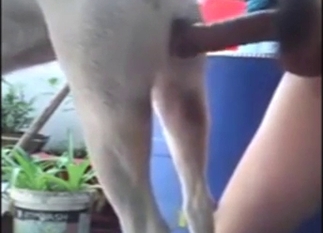 Dog cannot resist getting fucked from behind