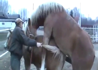 Brown beast fucking a sexy mare from behind