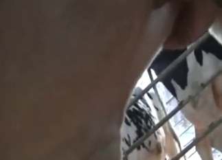 Bull pleasure with a sexy animal and its balls