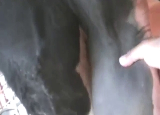 Bull pleasure with a sexy animal and its balls