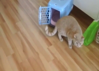 Cat fucking scene with two furry balls of lust
