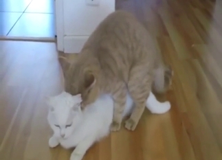 Cat fucking scene with two furry balls of lust